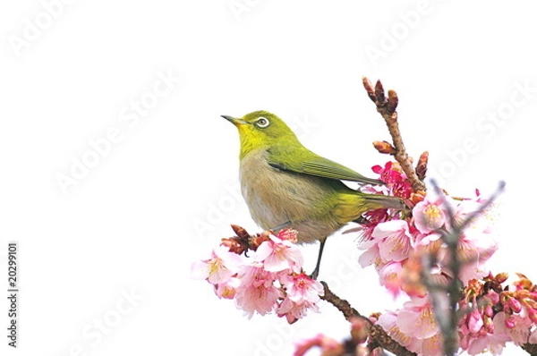 Obraz メジロと寒桜