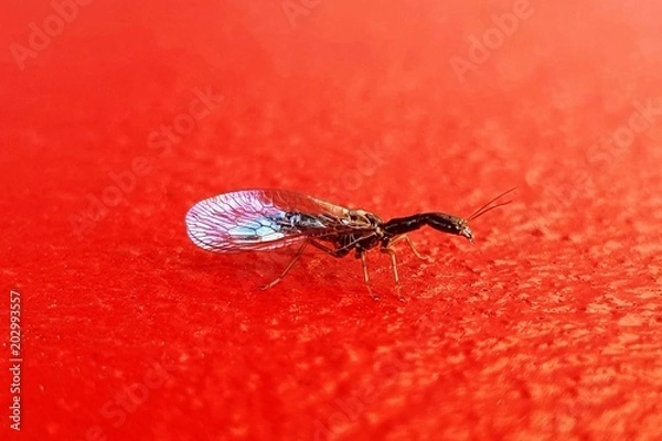 Fototapeta Xanthostigma xanthostigma