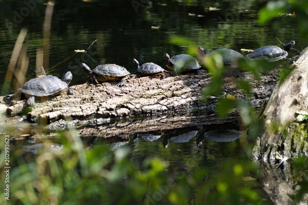 Fototapeta sonnenbad