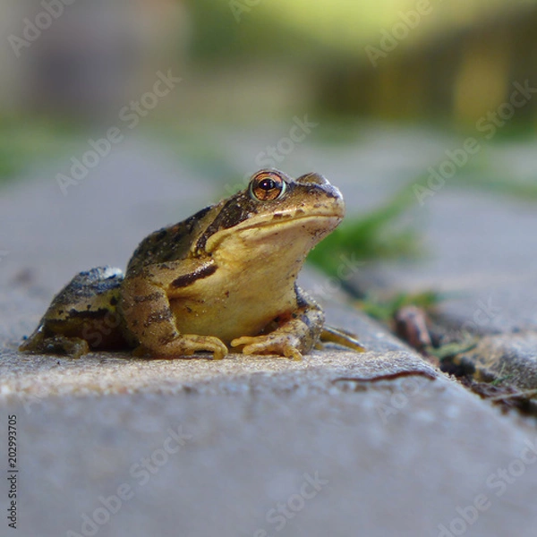 Obraz Kröte am Straßenrand