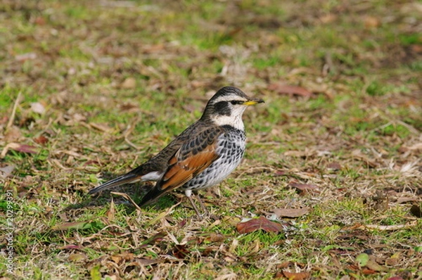 Obraz ツグミのアップ