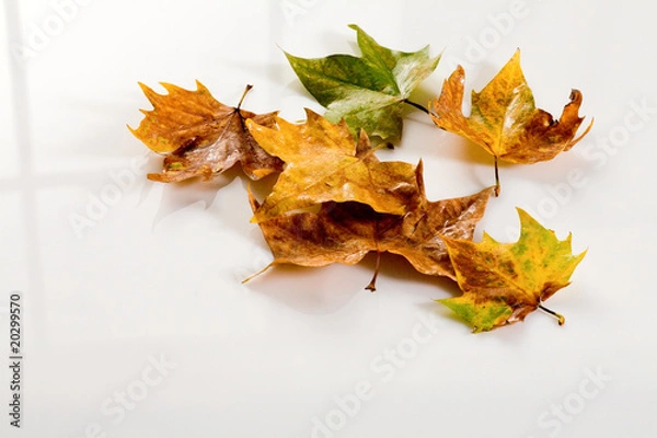 Fototapeta Herbst,Ahornblaetter auf weiss