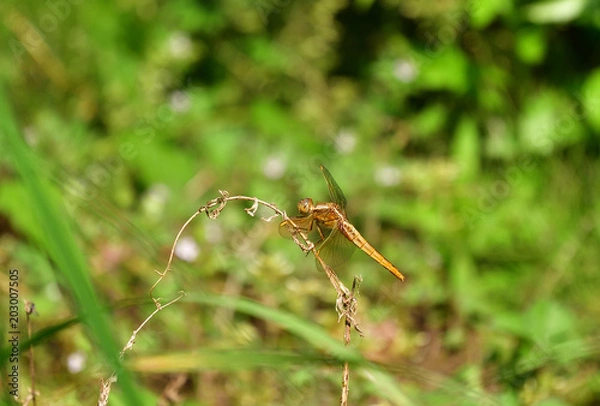 Obraz ショウジョウトンボ