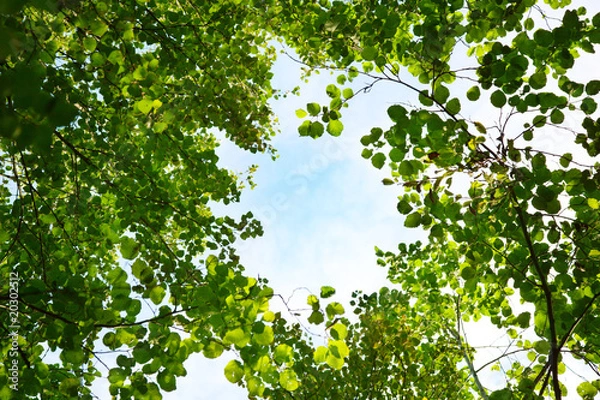 Fototapeta sky in deep forest