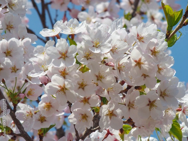 Obraz 画面いっぱい