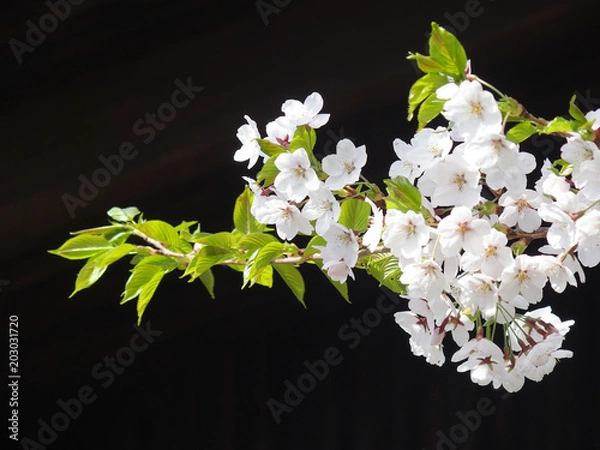 Obraz ソメイヨシノ