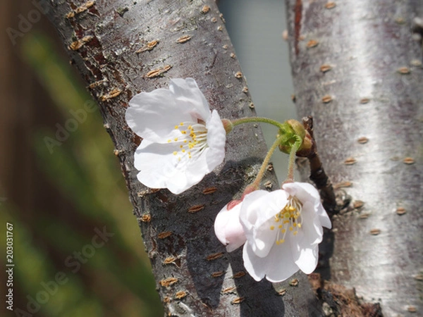 Obraz 負けじと、二輪