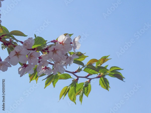 Obraz 空に向かって