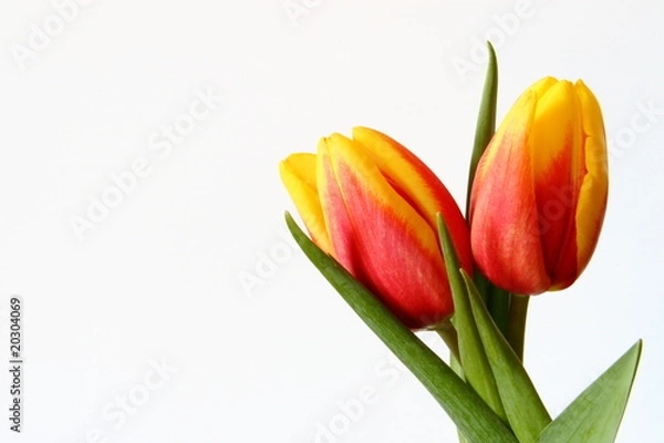 Fototapeta Frühling