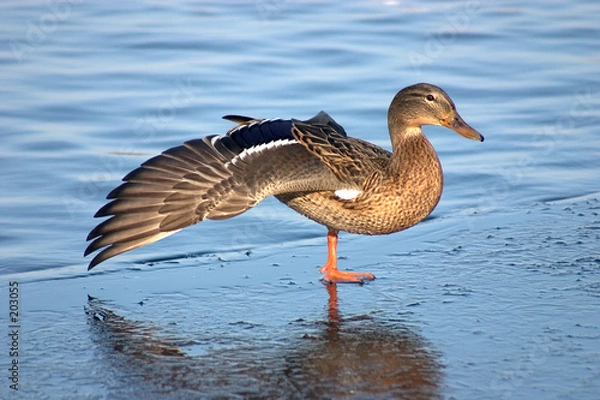 Obraz gestreckte ente