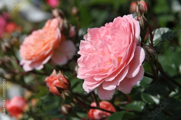 Fototapeta ピンクのバラ