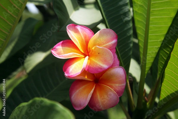 Obraz plumeria