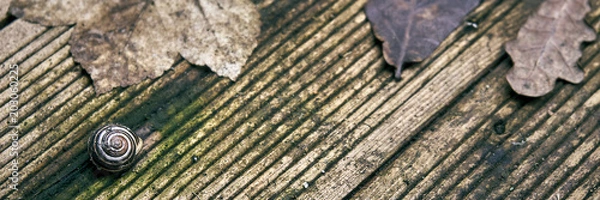 Fototapeta Snail shell on weathered wood with autumn leaves in the background