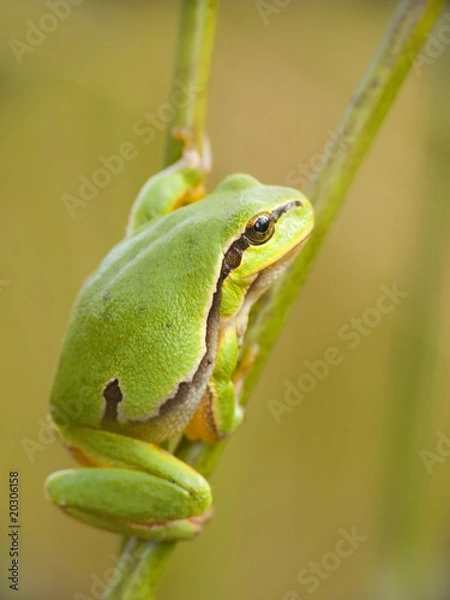 Fototapeta Small frog