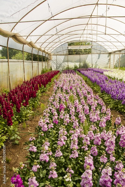 Obraz çiçek seraları