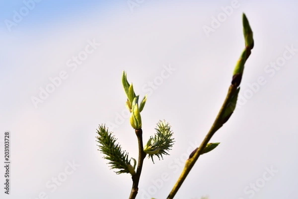 Fototapeta Spring. Kidneys and trees are budding.