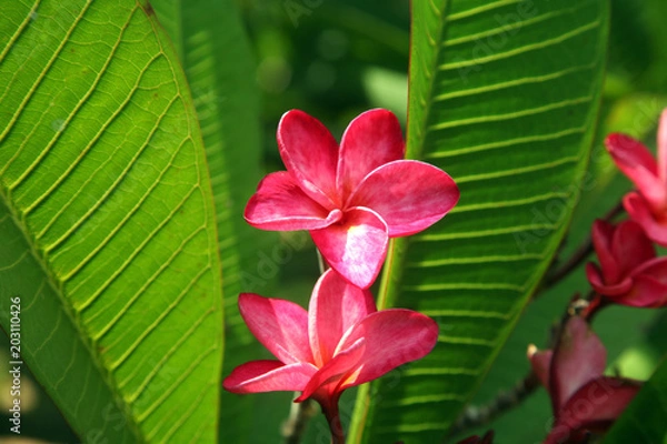 Obraz plumeria rubra