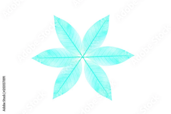 Fototapeta Skeleton  leaf abstract background