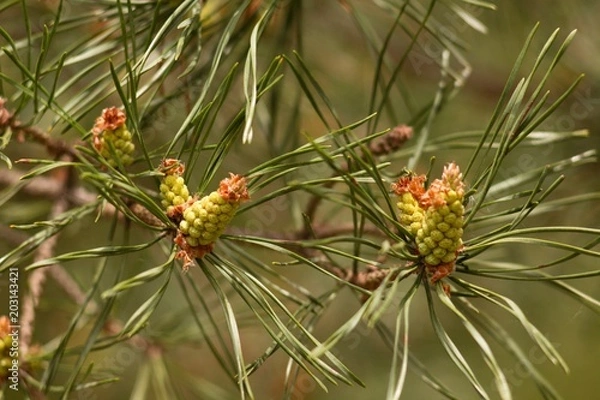 Obraz Spring pine cone green needle, pine twig, spring background.