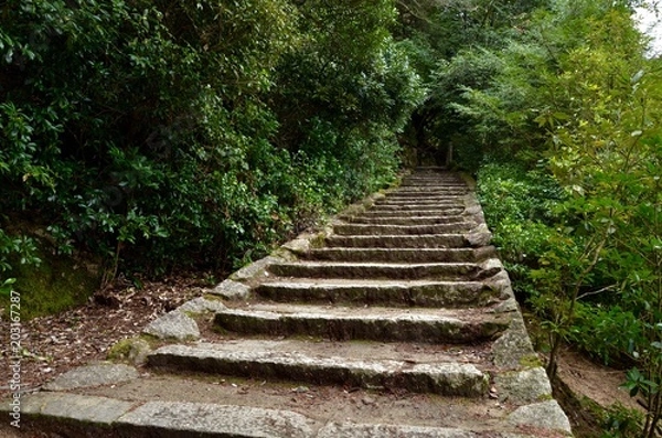 Fototapeta 森への階段