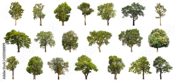 Fototapeta collections green tree isolated. green tree  isolated on white background.