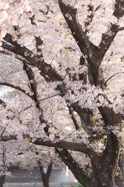 Fototapeta 花舞う桜の木