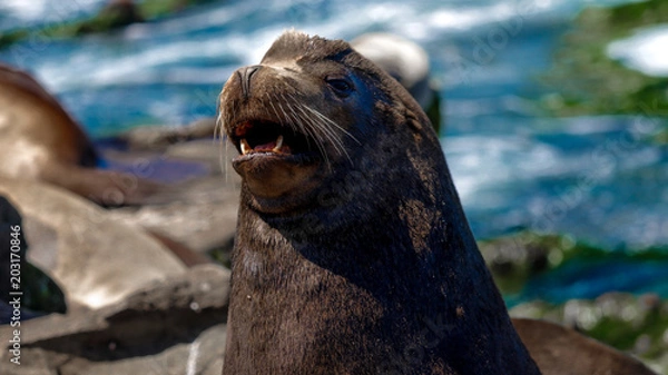 Fototapeta hungry seal