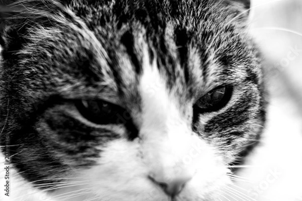 Obraz Spring is in the Air