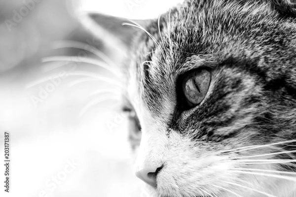 Obraz Spring is in the Air