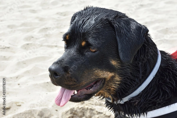 Fototapeta rottweiler