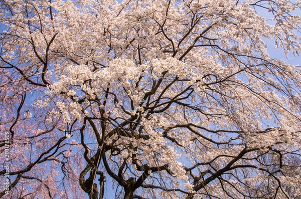 Fototapeta 枝垂桜