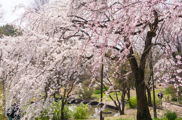 Fototapeta 枝垂桜