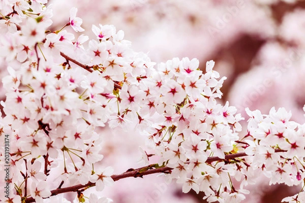 Obraz Spring cherry blossoms