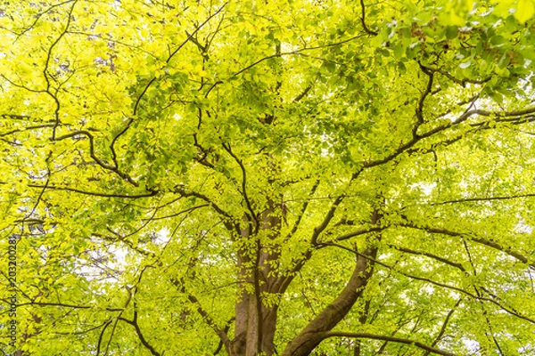 Obraz Lichtdurchflutetes Blätterdach