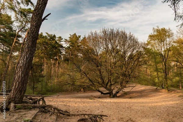 Obraz Der einsame Baum