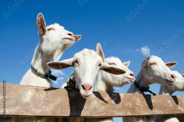 Obraz many goats are smiling happy against the blue sky