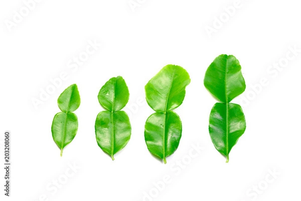 Obraz 4 young green leaves of bergamot on white background isolated