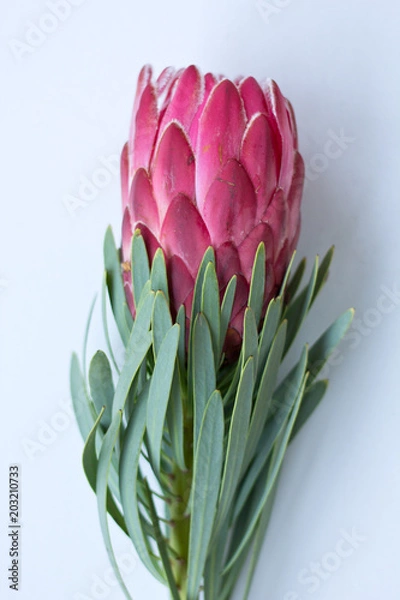 Obraz Pink Protea