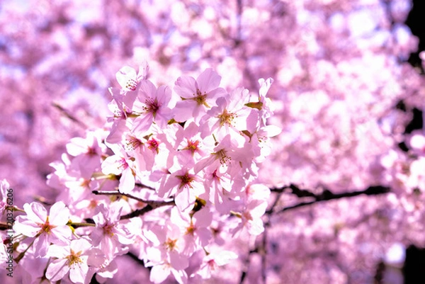 Fototapeta さくら