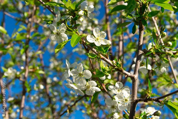 Obraz cherry twig in bloom on blue sky background
