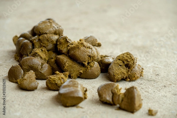 Obraz kał konia duży.