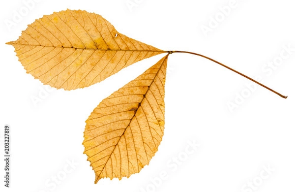 Fototapeta back side of twig with two leaves of buckeye