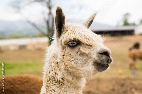Obraz アルパカ
