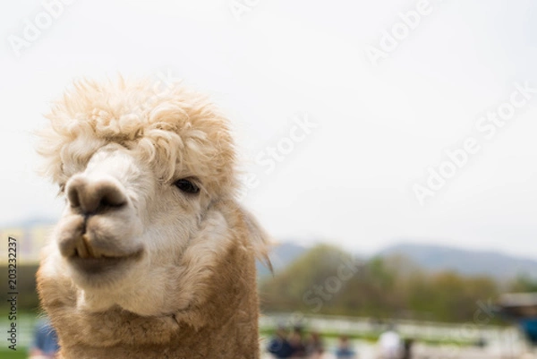 Obraz アルパカ