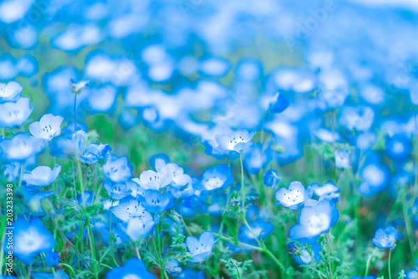 Obraz ネモフィラ