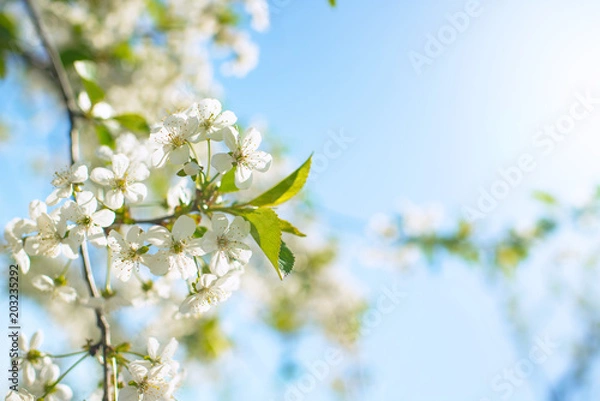 Fototapeta Springtime. Flowering peach branch on blue sky background. Abstract blurred background. Beautiful nature scene with blooming tree and sun.