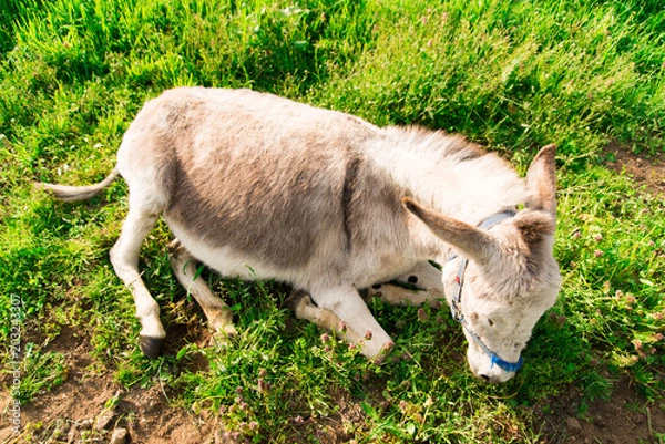 Fototapeta ロバ