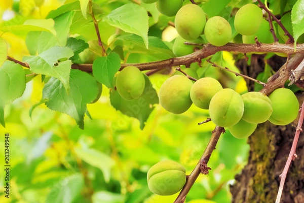 Fototapeta 梅の実