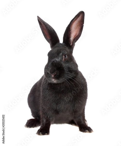 Obraz black rabbit, isolated.
