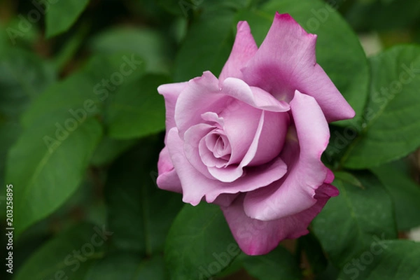 Fototapeta 紫色のばら「ブルームーン」の花のアップ